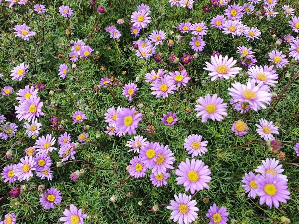 A dense cluster of purple and yellow Brachyscome 'Break O Day' Native Daisy blooming among green foliage in a 6" pot.