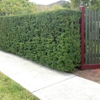 Classic Box Leaf Privet Ligustrum undulatum hedge