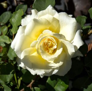A close-up of Rose 'Elina', a fully bloomed pale yellow hybrid tea rose, surrounded by lush green leaves.