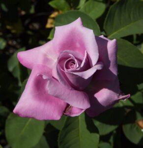 A close-up of a single Rose 'Fragrant Plum' in bloom, surrounded by green leaves.