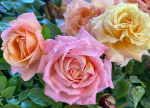 Close-up of three blooming roses—a fragrant pink, a peach hybrid tea, and Rose 'Chicago Peace' in yellow—amid lush green leaves.