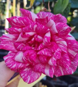 A close-up of Rose 'Candy Stripe' in bloom, held by a person's hand, with green foliage and a blurred background.