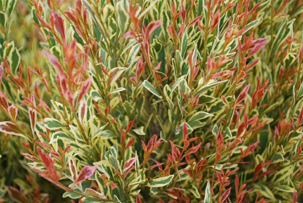 A close-up of a Acmena 'Moonlight Flame' (Variegated) Lilly Pilly 10'' Pot shrub with vibrant red and green leaves.