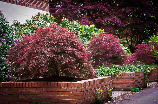 Acer 'Ever Red' Japanese Maple