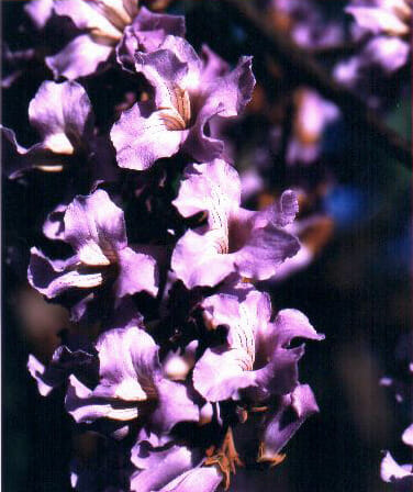 A close up of purple flowers on a Sapphire Dragon Tree.