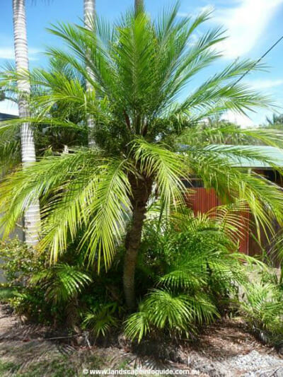 Phoenix 'Dwarf Date Palm'