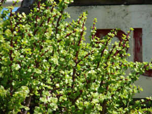 Crassula Jade 'Fine Leaf' Succulent