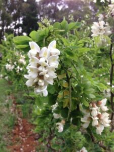 White blossoms on a green shrub with a blurred background of a green and white garden.