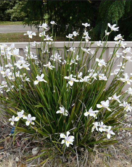 Dietes iridioides 'Butterfly Iris' 3" Pot flowers blooming in a dense cluster with slender green leaves, set against a white fence and a grassy backdrop.