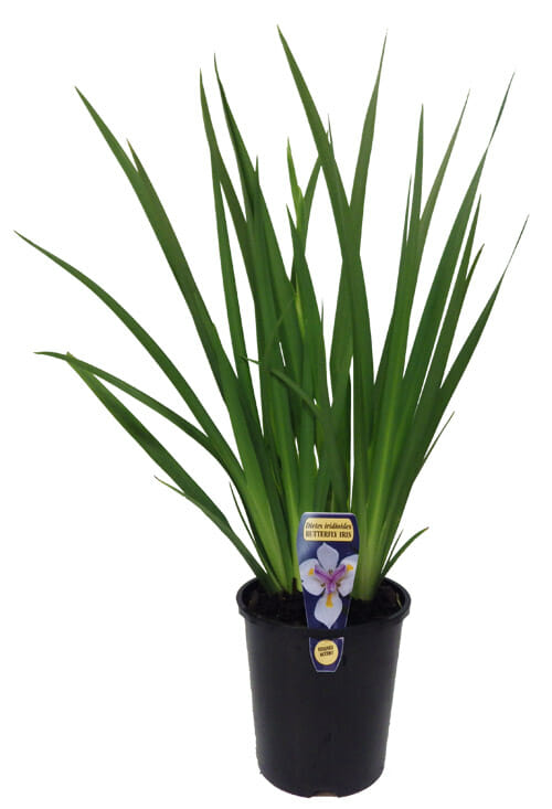 Potted Dietes iridioides 'Butterfly Iris' 3" Pot with long, narrow leaves in a black container, featuring a label with a purple flower illustration.