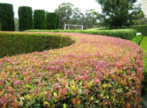 Acmena smithii 'Lilly Pilly'