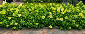 A row of blooming hydrangea bushes with pale green and white flowers borders a paved path in front of a lawn, whilst a Brachychiton 'Illawarra Flame Tree' brings vibrant colour nearby.