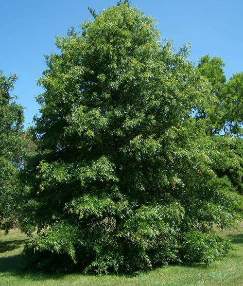 Quercus 'Pin Oak Tree' 8" Pot