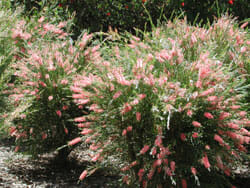 A Callistemon 'Injune' Bottlebrush 6" Pot with pink flowers in the middle of a garden.