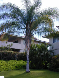 Syagrus 'Cocos Palm'
