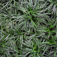 A close up of Ophiopogon 'Dwarf' Mondo Grass 3" Pot.