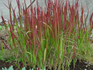Imperata 'Japanese Blood Grass' 6" Pot