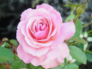 Rose 'Bridal Pink'