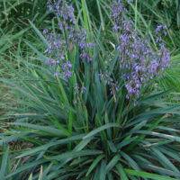 Dianella caerulea 'Blue Flax Lily'