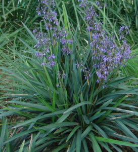 Dianella caerulea 'Blue Flax Lily'