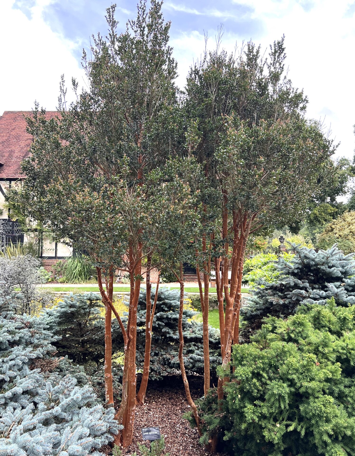 Luma apiculata 'Myrtus Luma'