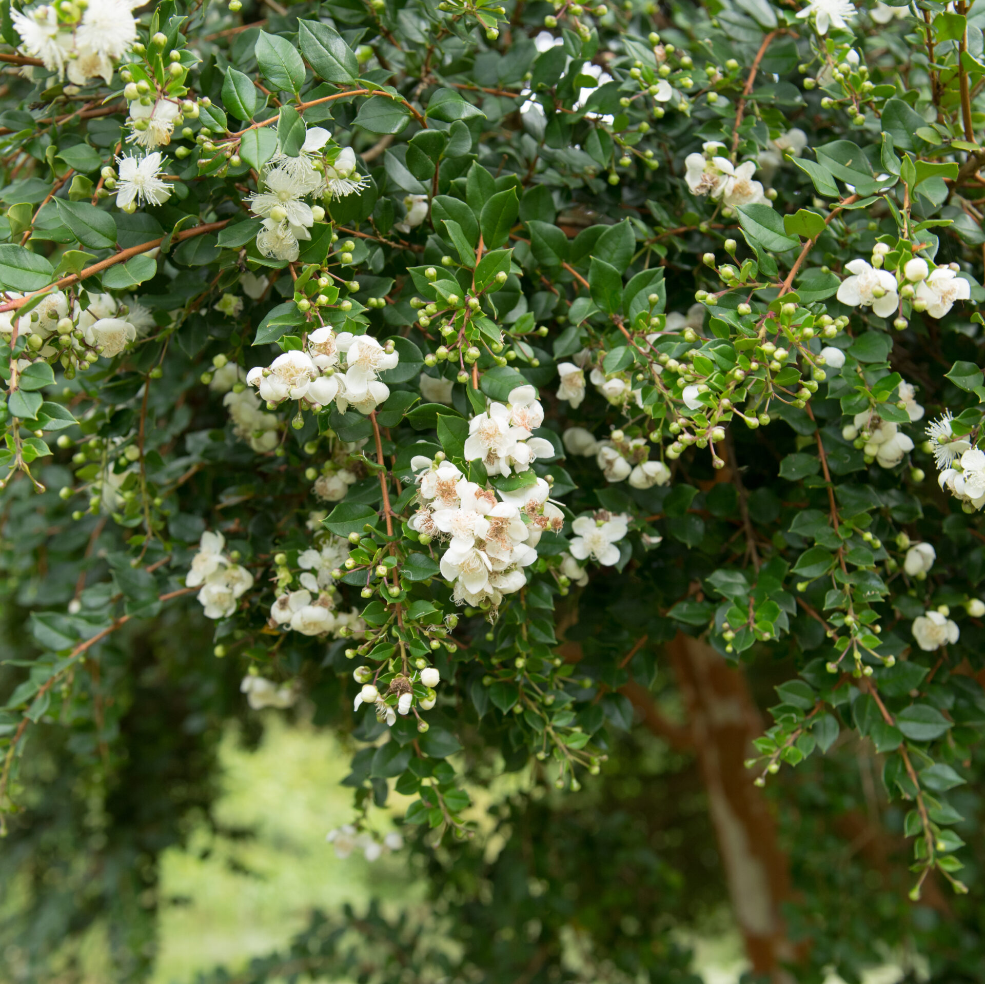 Luma apiculata 'Myrtus Luma'