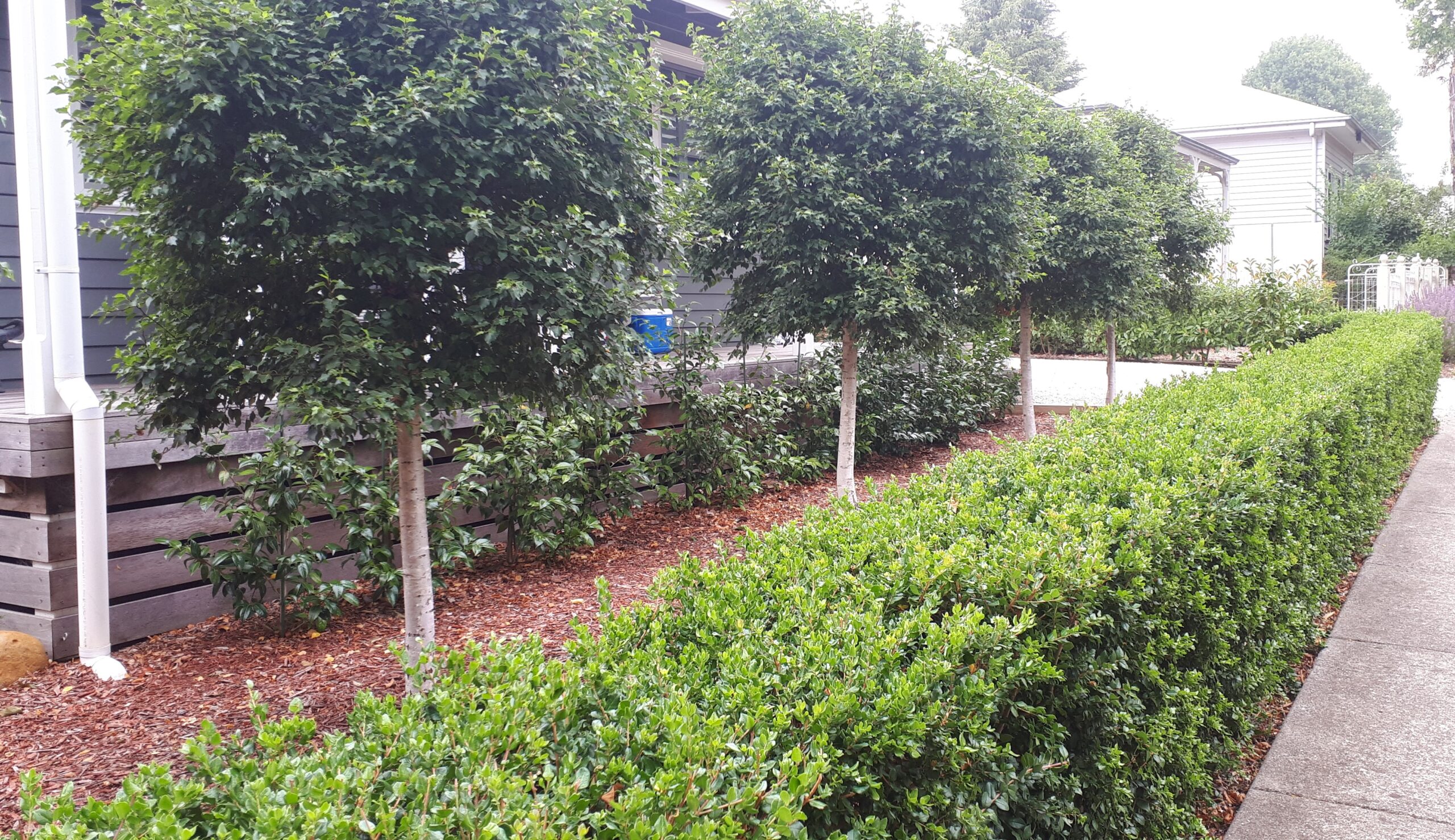 Luma apiculata 'Myrtus Luma'