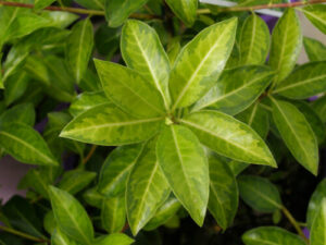 Pittosporum tenuifolium 'Limelight'