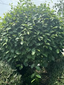 Salix 'Celtic Cascade' is a dense, leafy ornamental willow with broad green leaves that cast shade over the ground, beautifully complemented by smaller shrubs and plants.