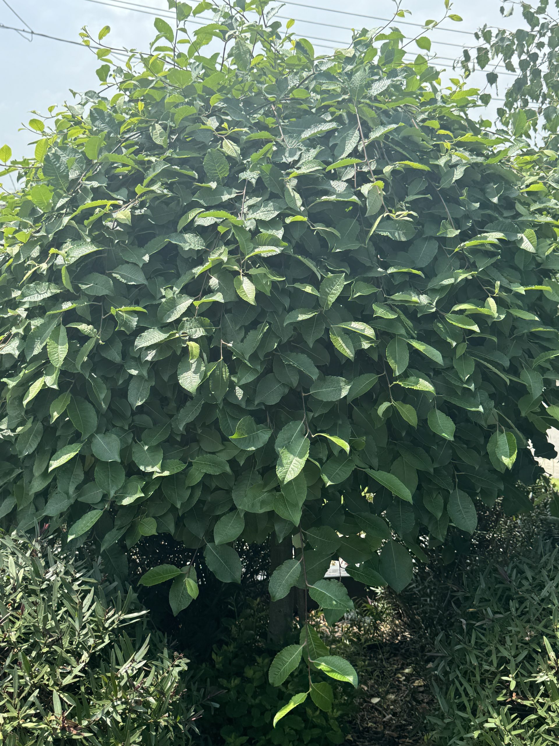 Salix 'Celtic Cascade' is a dense, leafy ornamental willow with broad green leaves that cast shade over the ground, beautifully complemented by smaller shrubs and plants.