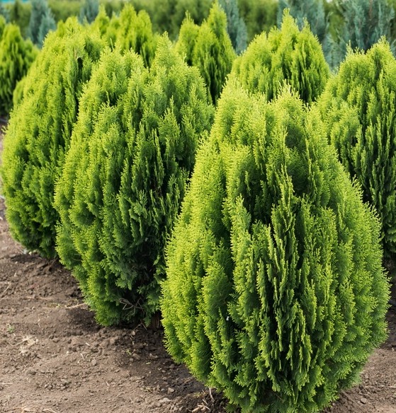 Rows of bright green conical evergreen shrubs, including the stunning Thuja 'Golden Biota' Conifer, are planted in soil.