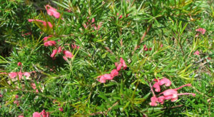 Grevillea rosmarinifolia 'Rosemary Grevillea' 6" Pot