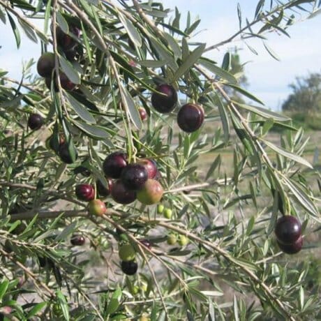 Ripening Olea 'Manzanillo' Olives in an 8" Pot with a blurred natural background.