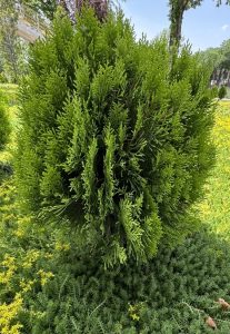 The Thuja 'Golden Biota' Conifer is a dense, green bush with narrow, needle-like leaves, elegantly situated on a grassy area with a few small plants around it.