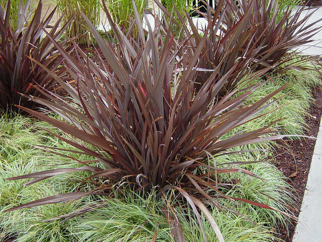 Phormium 'Bronze Baby' Flax
