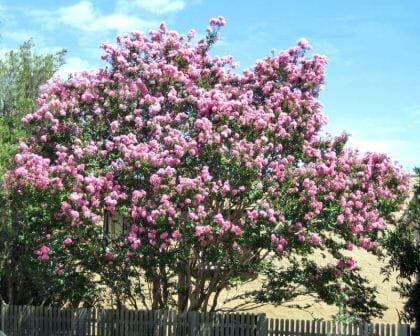 Large Lagerstroemia 'Biloxi' Crepe Myrtle tree in full bloom with pink flowers, standing behind a white picket fence under a clear blue sky.