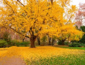 A Ginkgo 'Maidenhair Tree' showcases vivid yellow autumn leaves in the park, its golden foliage forming a bright carpet on the grass and path below.