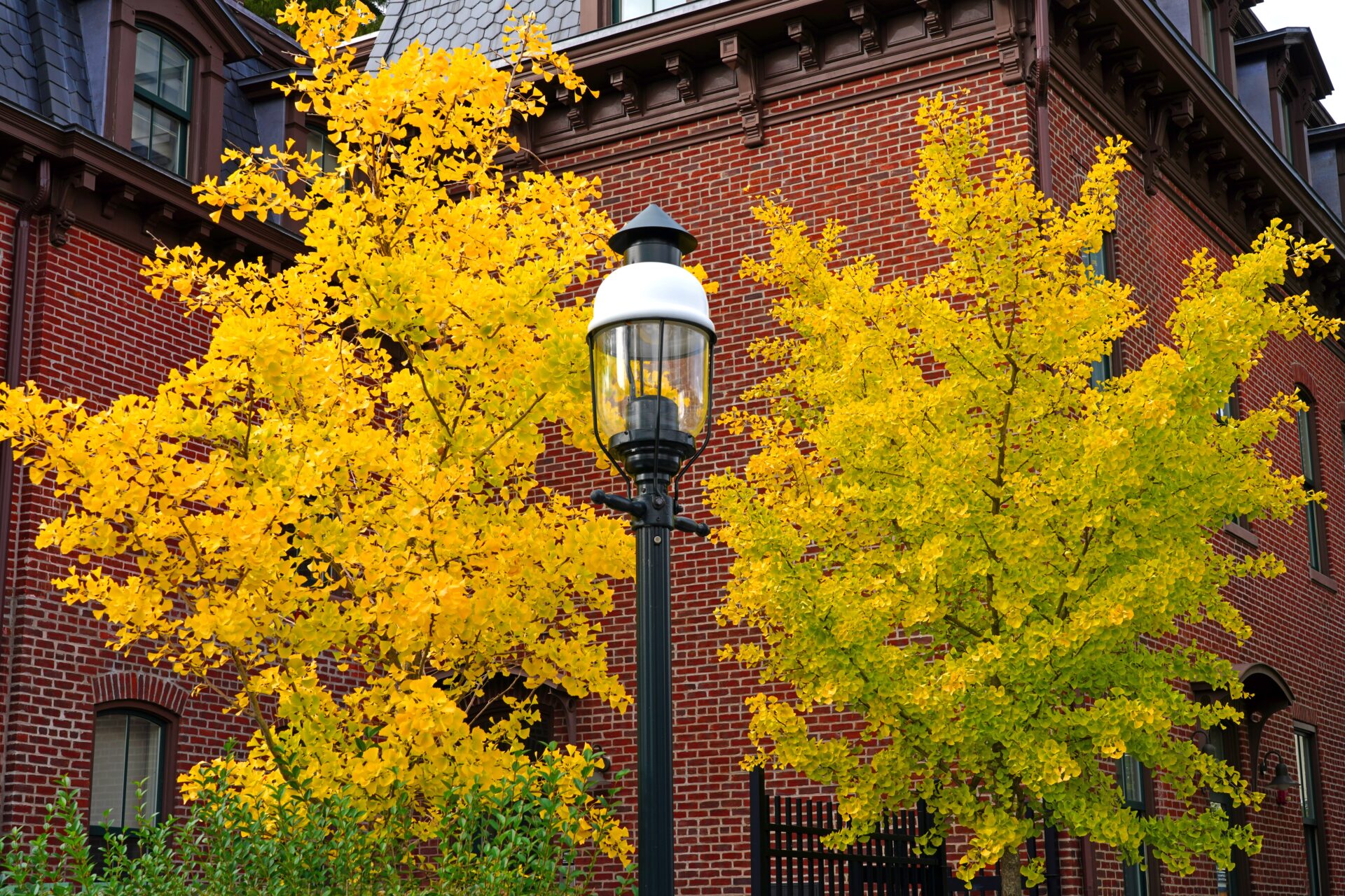 Ginkgo 'Tubifolia' Maidenhair Tree