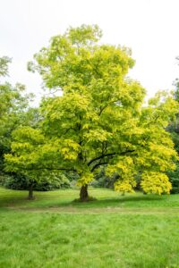 A Robinia 'Frisia' Golden Robinia with vibrant green and yellow leaves stands in a grassy park area, surrounded by lush greenery on a clear day.