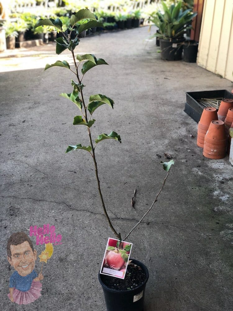 Pink Lady Apple Tree 8" Pot @ Hello Hello Plants