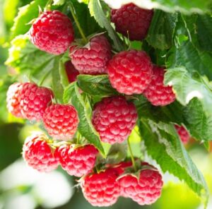 Clusters of ripe red Rubus 'Raspberry' fruit hang on a leafy plant in bright sunlight, ideal for growing in a 6" Pot.