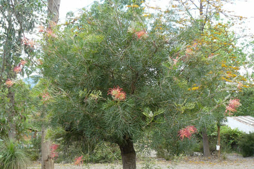 An Grevillea 'Ned Kelly' 10" Pot tree with pink flowers in a park.
