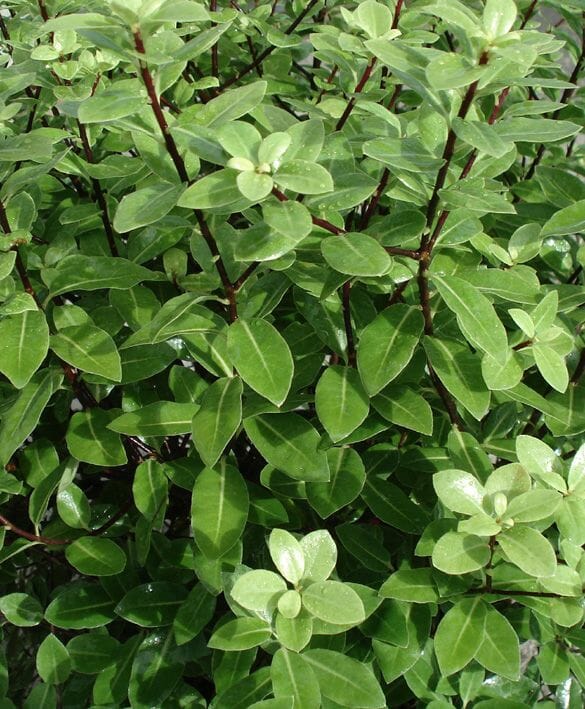 Pittosporum 'Golf Ball' PBR 6" Pot