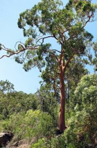 Angophora 'Smooth Barked Apple'