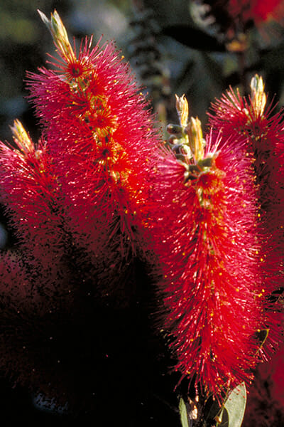 Close-up of a Callistemon 'Western Glory' 10" Pot.