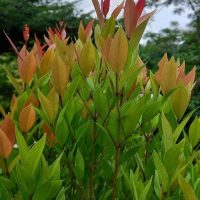 Acmena smithii minor Dwarf Lilly Pilly foliage green leaves with orange red tips