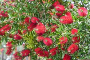The Callistemon 'Crimson' Bottlebrush in a 6" pot features vibrant red bottlebrush flowers with elongated, spiky petals and lush green leaves.