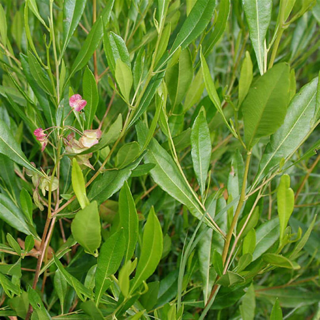 Close-up of a Dodonaea 'Mr Green Sheen' 10" Pot shrub with glossy leaves and small pink flowers.