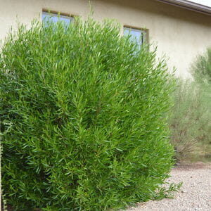 Lush green Dodonaea 'Mr Green Sheen' 10" Pot in front of a beige stucco house with two visible windows.