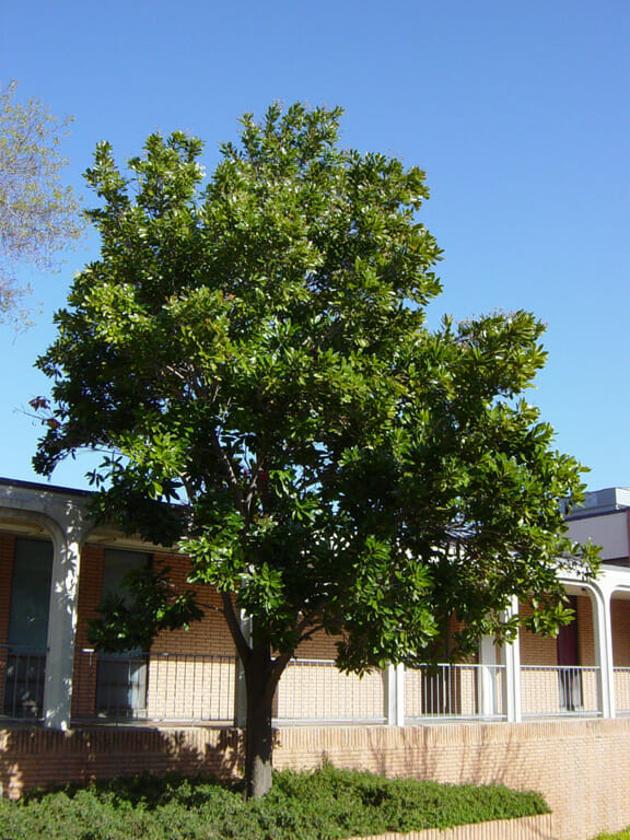 Stenocarpus 'Firewheel Tree' 12" Pot